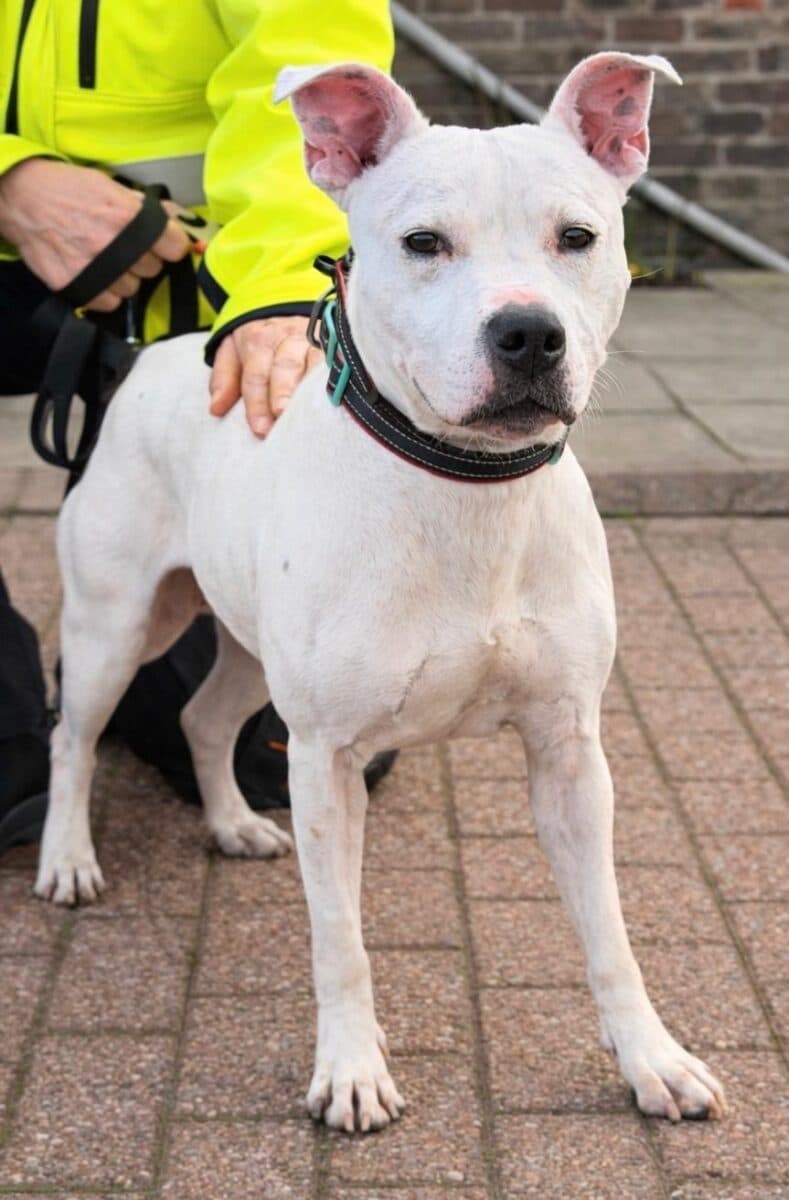 Archer, a 4 years old unknown Staffordshire Bull Terrier available for adoption from Newcastle Dogs & Cats Shelter in Tyne and Wear