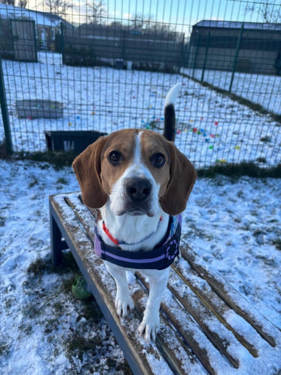 Coco, a 13 years old female Beagle available for adoption from Newcastle Dogs & Cats Shelter in Tyne and Wear