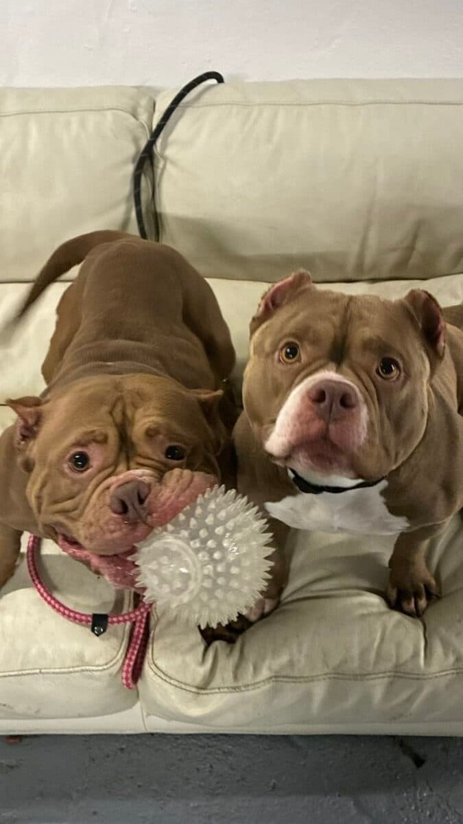 Delilah & Delores, a 2 years old female Unknown available for adoption from Newcastle Dogs & Cats Shelter in Tyne and Wear