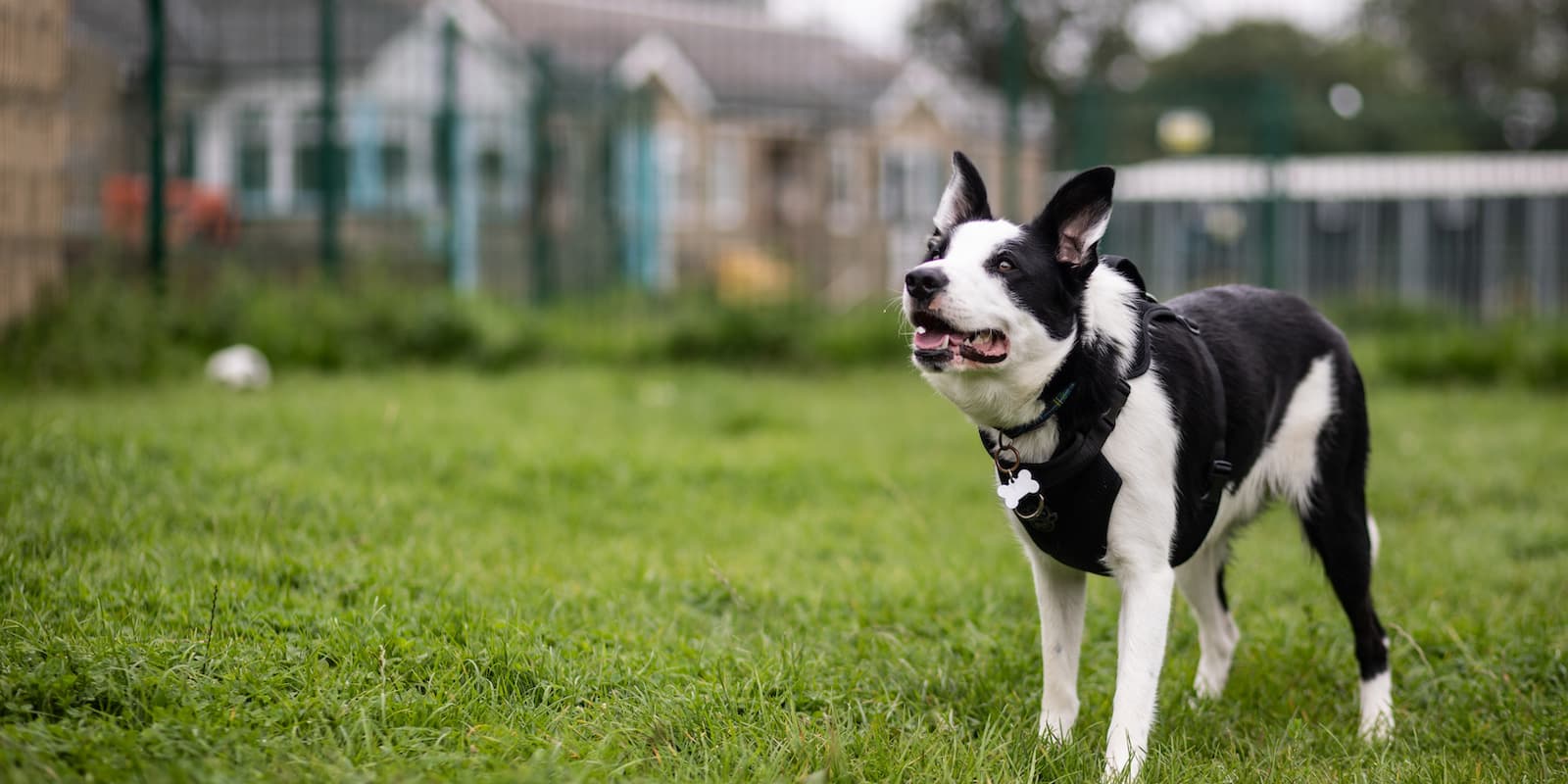 Links, a Unknown old unknown Unknown available for adoption from Newcastle Dogs & Cats Shelter in Tyne and Wear