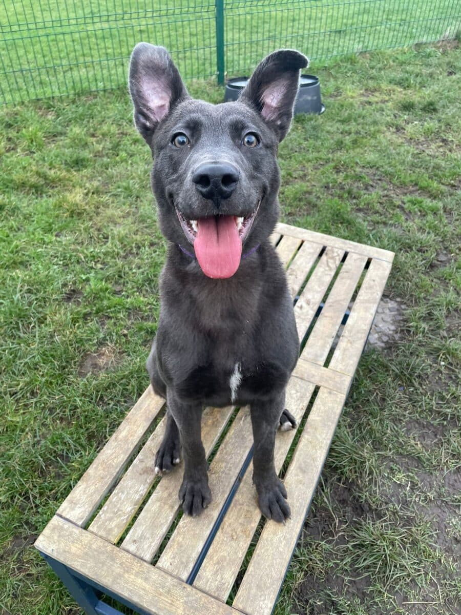 Zeke, a male Rescue Dog available for adoption from Newcastle Dogs & Cats Shelter in Tyne And Wear