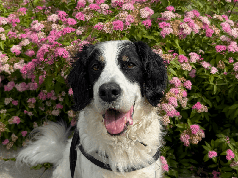 Zebedee, a 8 years old male Crossbreed available for adoption from Dogs Trust in Northern Ireland