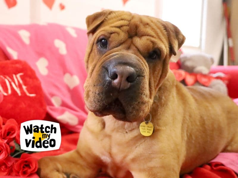 Edie, a 6 years old female Shar Pei available for adoption from Dogs Trust in West Yorkshire