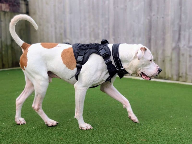 Maximillian, a 8 years old male American Bulldog available for adoption from Dogs Trust in Splott, Wales
