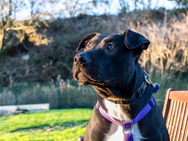 Alice, a 4 years old female Unknown available for adoption from Dogs Trust in Liverpool, Merseyside