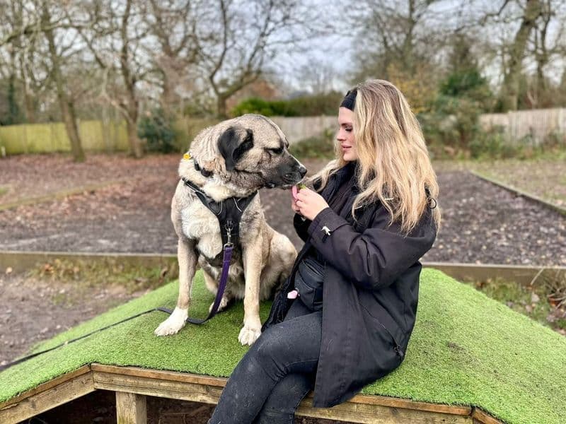 Leyla, a 4 years old female Turkish Kangal Dog available for adoption from Dogs Trust in Canterbury, Kent
