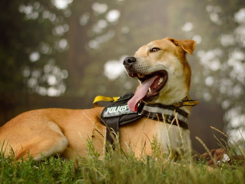 Donny, a 4 years old male Crossbreed available for adoption from Dogs Trust in Kenilworth, Warwickshire