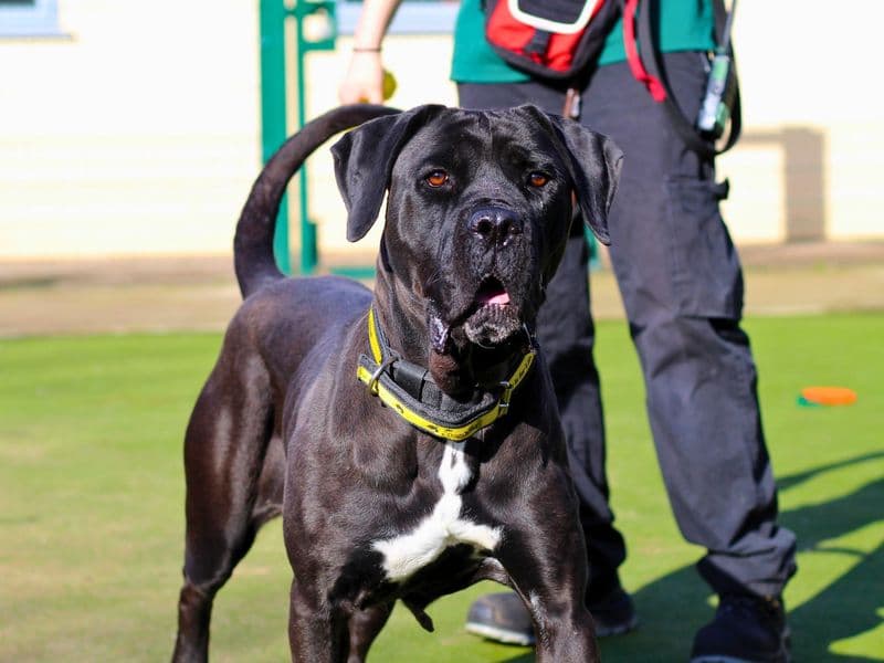 Buttercup, a 4 years old female Mastiff available for adoption from Dogs Trust in Scotland