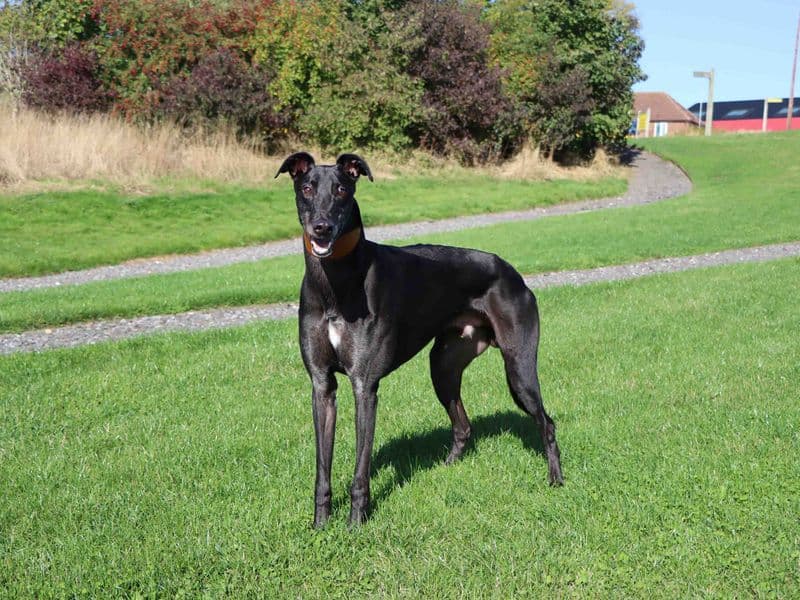 Charlie, a 6 years old male Greyhound available for adoption from Dogs Trust in Darlington, County Durham