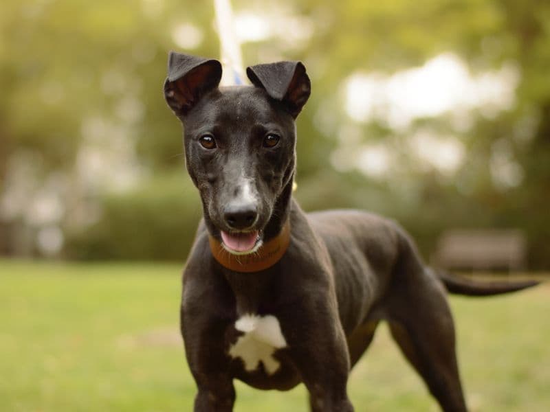 Luna, a 2 years old female Lurcher available for adoption from Dogs Trust in Kenilworth, Warwickshire