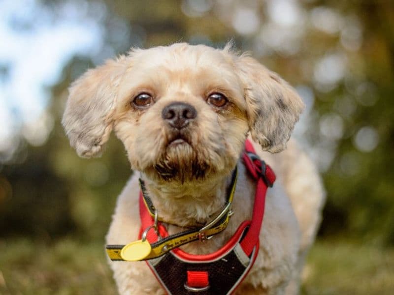 Buster, a 4 years old male Shih Tzu available for adoption from Dogs Trust in West Midlands