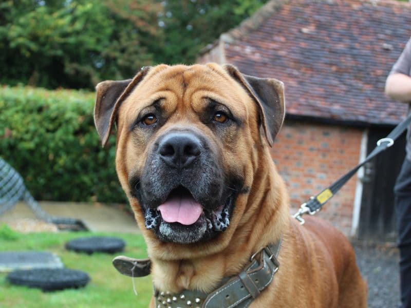 Chunky, a 4 years old male Bullmastiff X Rottweiler available for adoption from Dogs Trust in Canterbury, Kent