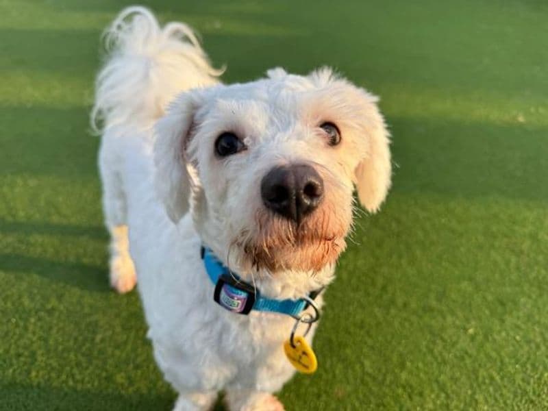 Justin, a 2 years old male Bichon Frise available for adoption from Dogs Trust in Scotland