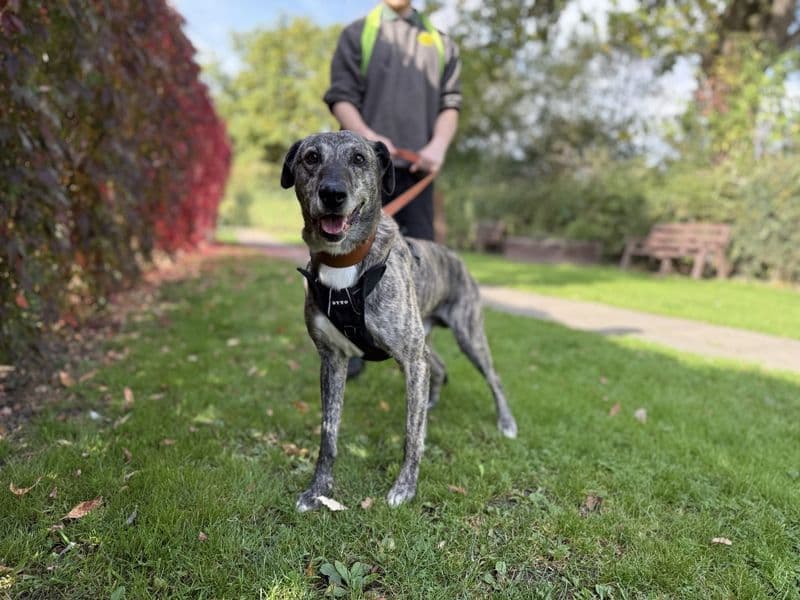Gino, a 4 years old male Lurcher available for adoption from Dogs Trust in Kenilworth, Warwickshire