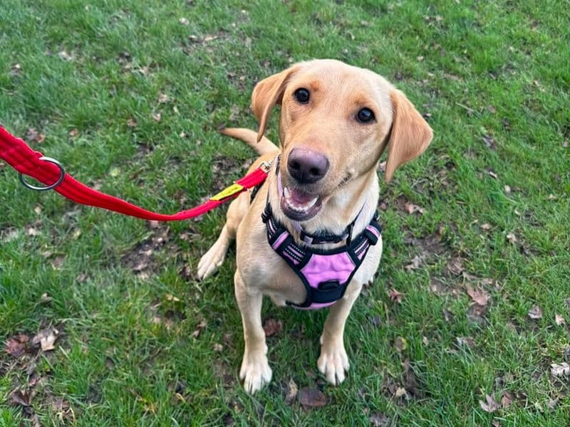 Shandy, a 4 years old female Rescue Dog available for adoption from Dogs Trust in Greater London