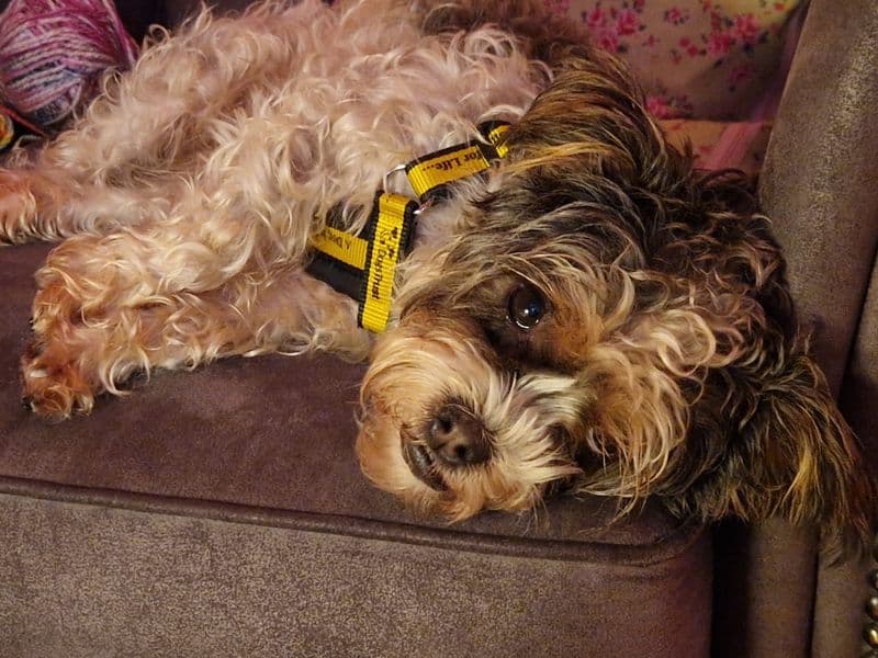 Emma, a 4 years old female Crossbreed available for adoption from Dogs Trust in Loughborough, Leicestershire