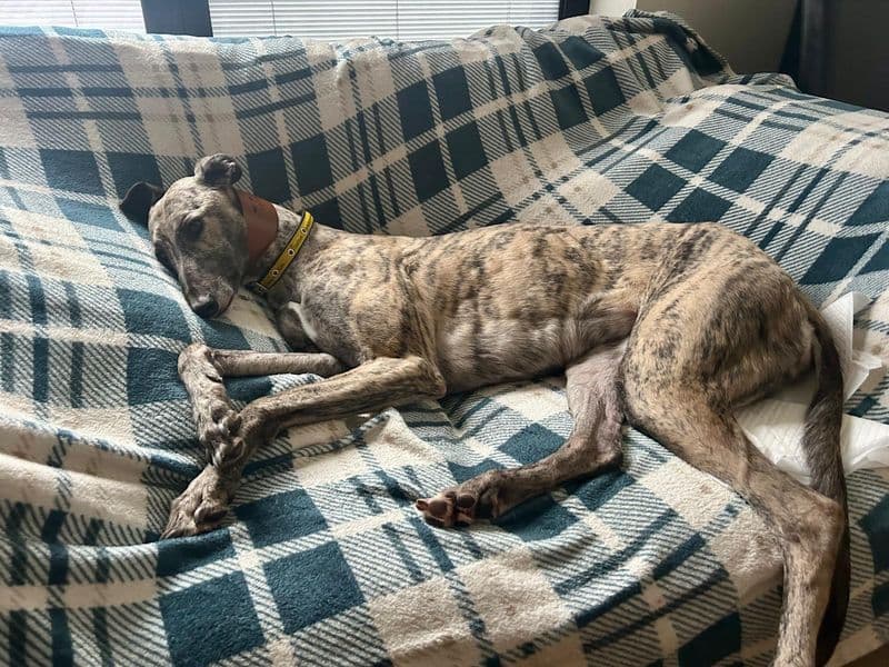 Emily, a 4 years old female Unknown available for adoption from Dogs Trust in Kenilworth, Warwickshire