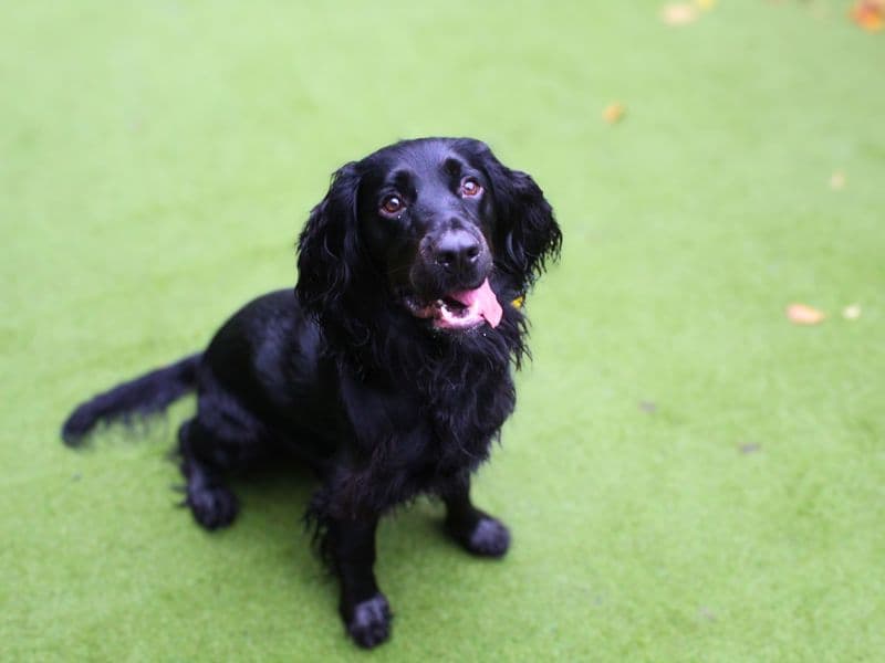 Wilson, a 4 years old male Spaniel available for adoption from Dogs Trust in Greater Manchester
