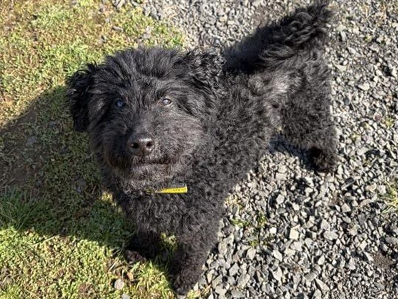 Beckett, a 8 years old male Poodle available for adoption from Dogs Trust in Northern Ireland
