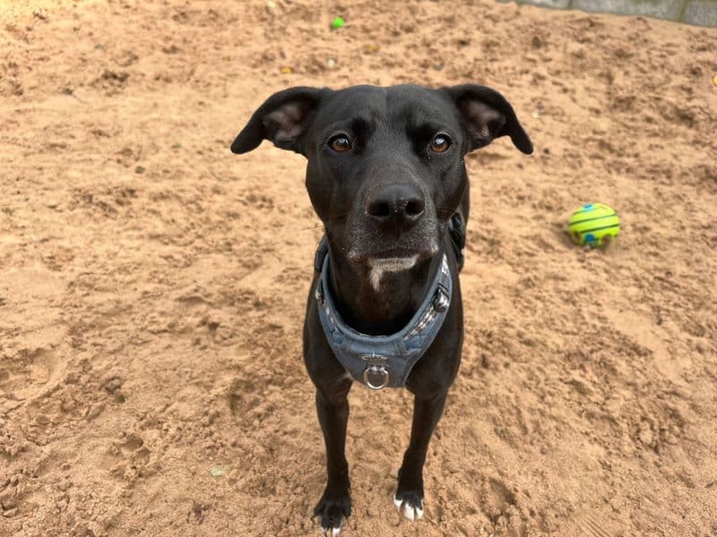 Freda, a 4 years old female Whippet available for adoption from Dogs Trust in Wales