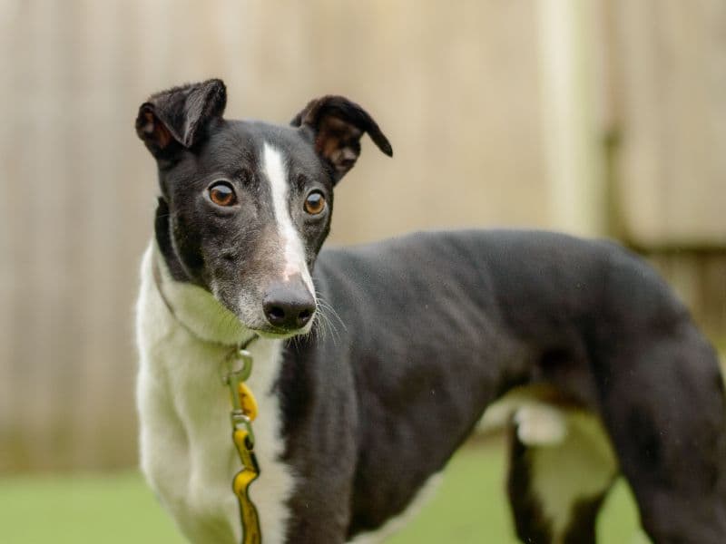 Butler, a 2 years old male Whippet available for adoption from Dogs Trust in Warwickshire