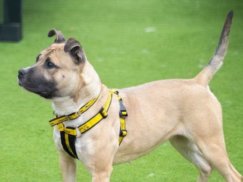 Enid, a 2 years old female Rescue Dog available for adoption from Dogs Trust in Leicestershire
