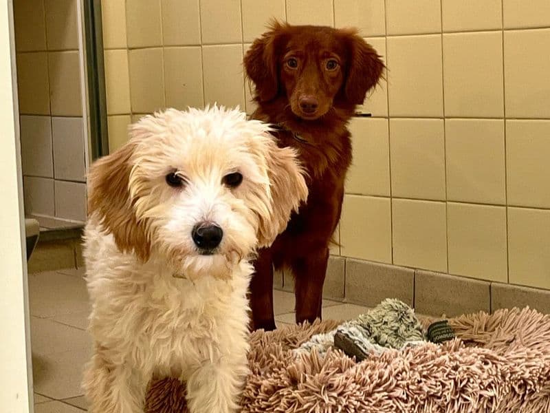 Bubble, a Unknown old female Poodle available for adoption from Dogs Trust in Norfolk