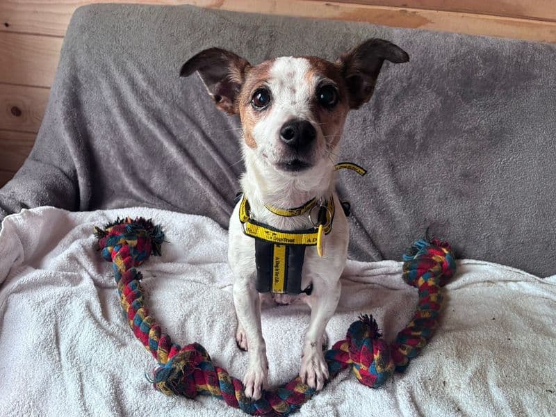 Rosie, a 8 years old female Jack Russell Terrier available for adoption from Dogs Trust in West Calder, Scotland