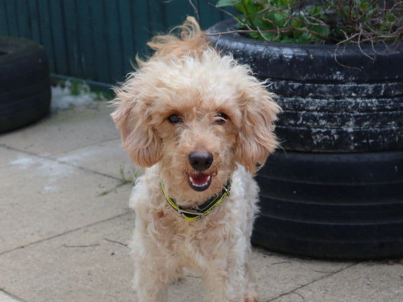 Bette, a 4 years old female Poodle available for adoption from Dogs Trust in Greater London