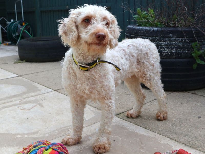 Ava, a 4 years old female Poodle available for adoption from Dogs Trust in Greater London