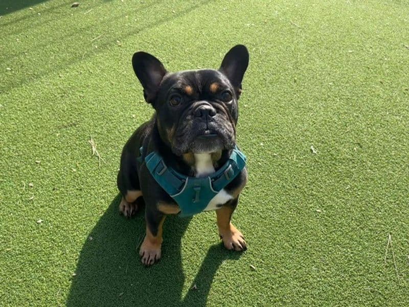 Ozzie, a 6 years old male French Bulldog available for adoption from Dogs Trust in Splott, Wales