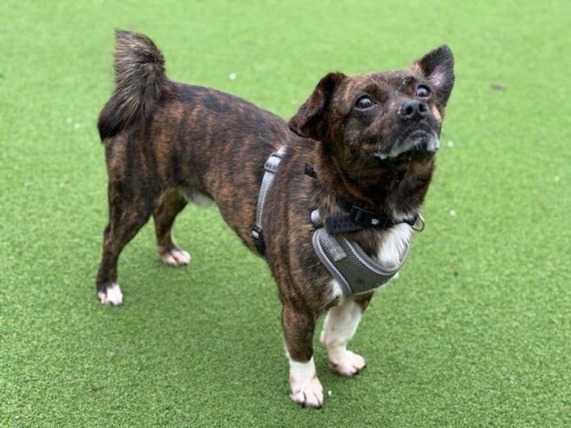 Coco Jug, a 4 years old male Pug available for adoption from Dogs Trust in Splott, Wales