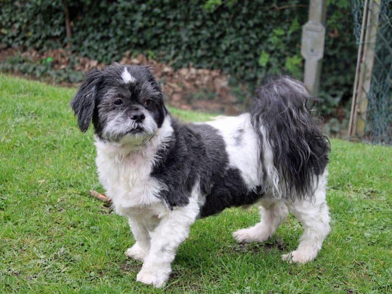 Blaze, a 8 years old male Shih Tzu available for adoption from Dogs Trust in Merseyside