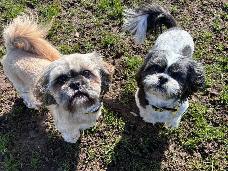 Coco, a 4 years old female Shih Tzu available for adoption from Dogs Trust in Scotland