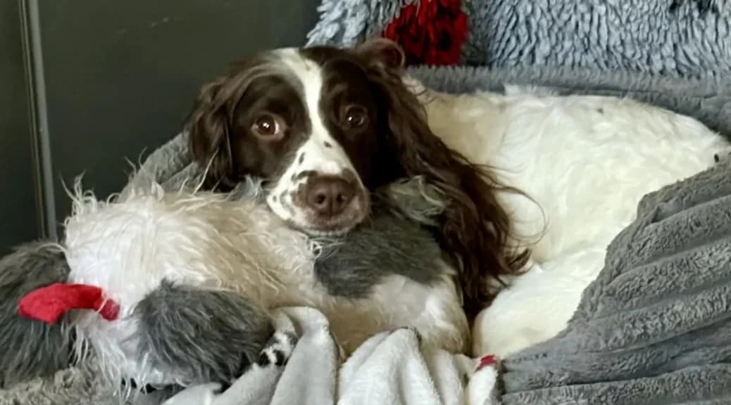 Poppy, a Unknown old male English Springer Spaniel available for adoption from English Springer Rescue in Northwich, Cheshire