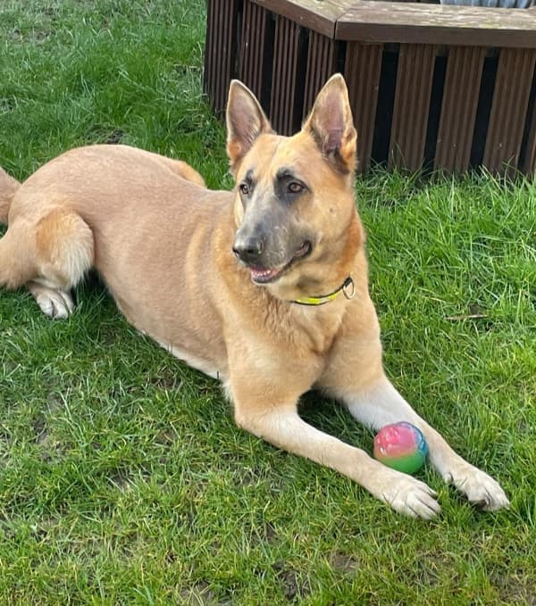 Sadie - North East, a 2 years old female Rescue Dog available for adoption from German Shepherd Dog Rescue in North East