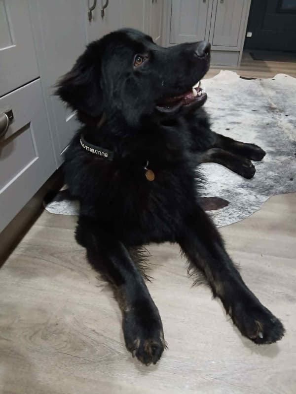 Hades - South York’s, a 2 years old male Rescue Dog available for adoption from German Shepherd Dog Rescue in North East