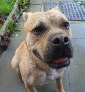 Dc, a 3 years old male Bulldog X Shar Pei available for adoption from Greenleaf Animal Rescue in West Yorkshire