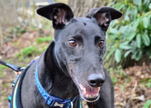Leo, a Unknown old unknown Greyhound available for adoption from Wimbledon Greyhound Welfare in Greater London