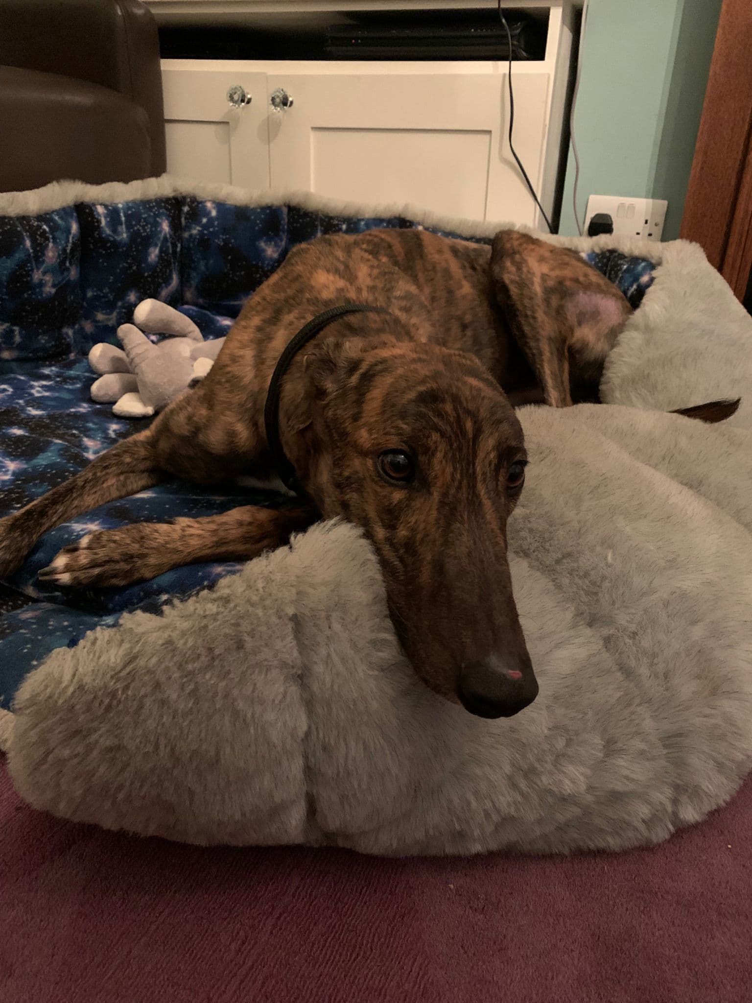 Bono, a Unknown old unknown Greyhound available for adoption from Wimbledon Greyhound Welfare in Greater London