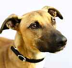 Tito, a 9 years old male Greyhound available for adoption from Last Chance Animal Rescue in Edenbridge, Kent