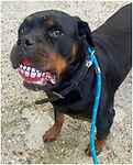 Kimi, a 8 years old female Rottweiler available for adoption from Last Chance Animal Rescue in Edenbridge, Kent