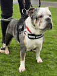 Angel, a 4 years old female Bulldog available for adoption from Last Chance Animal Rescue in Kent