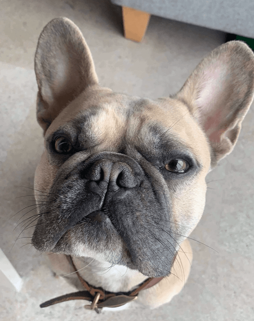 Geoffrey, a 5 years old male French Bulldog available for adoption from Last Chance Hotel in Cornwall