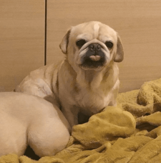 Mouse, a 10 years old female Pug available for adoption from Last Chance Hotel in Delabole, Cornwall