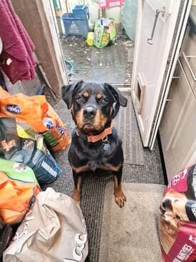 Rae, a 5 years old unknown Rottweiler available for adoption from Rottie Friends Rescue in Taunton, Somerset