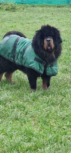 Mollie, a 2 years old female Tibetan Mastiff available for adoption from Rottie Friends Rescue in Somerset