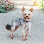 Alfie, a 2 years old female Yorkshire Terrier available for adoption from Second Chance Animal Rescue in Hampshire