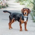 Henry, a 3 years old male Beagle x Jack Russell Terrier available for adoption from Second Chance Animal Rescue in Hampshire