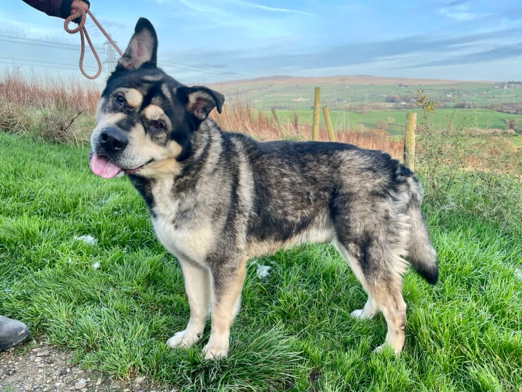 Boswell, a 9 years old unknown Siberian Husky available for adoption from Wolfwood in Lancashire